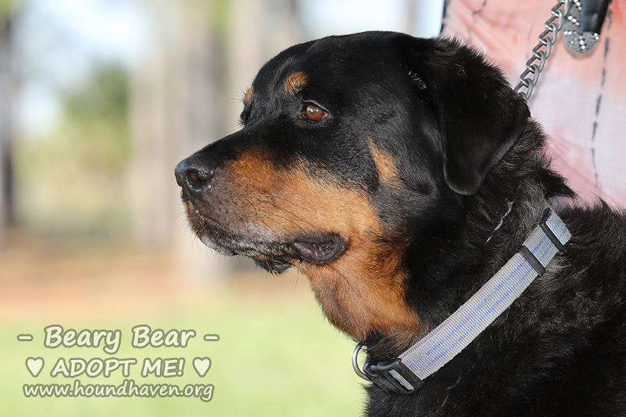 Beary Bear - JHA_4664