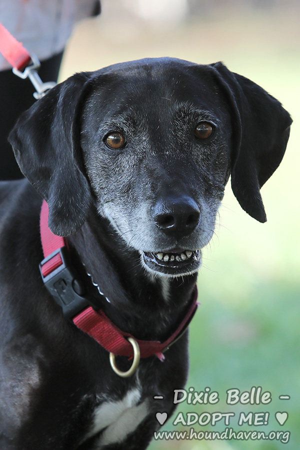 Dixie Belle - JHA_4694