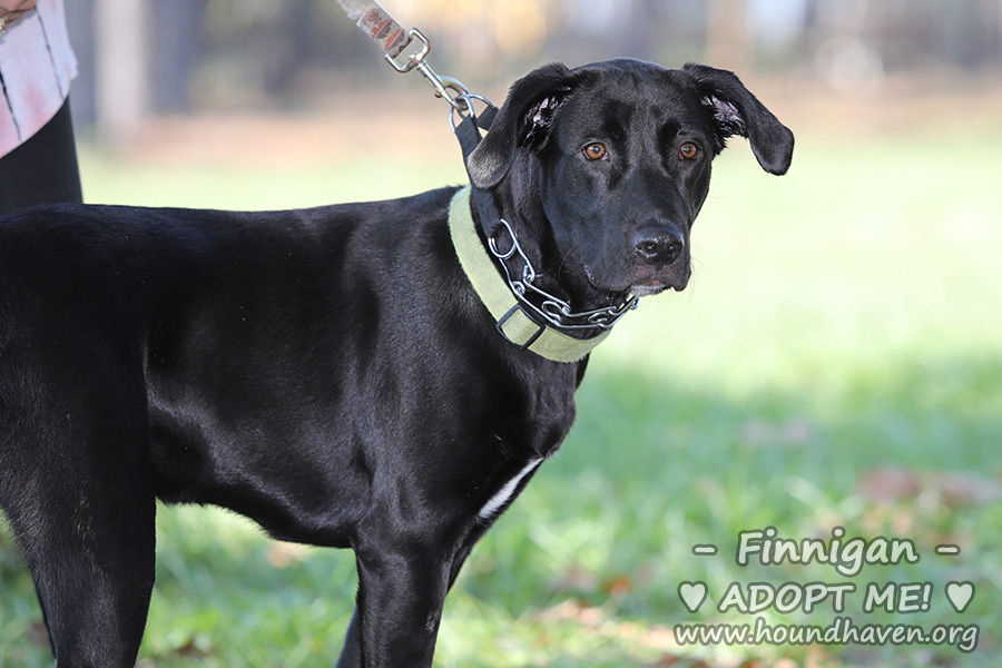 Finnigan - JHA_4799