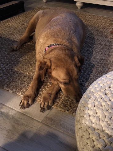 Miss Bear