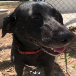 Thelma 2 Large Sq