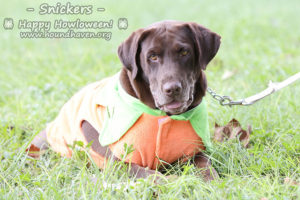 Snickers-1