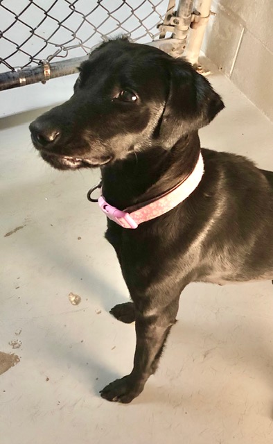 Shyla (4)