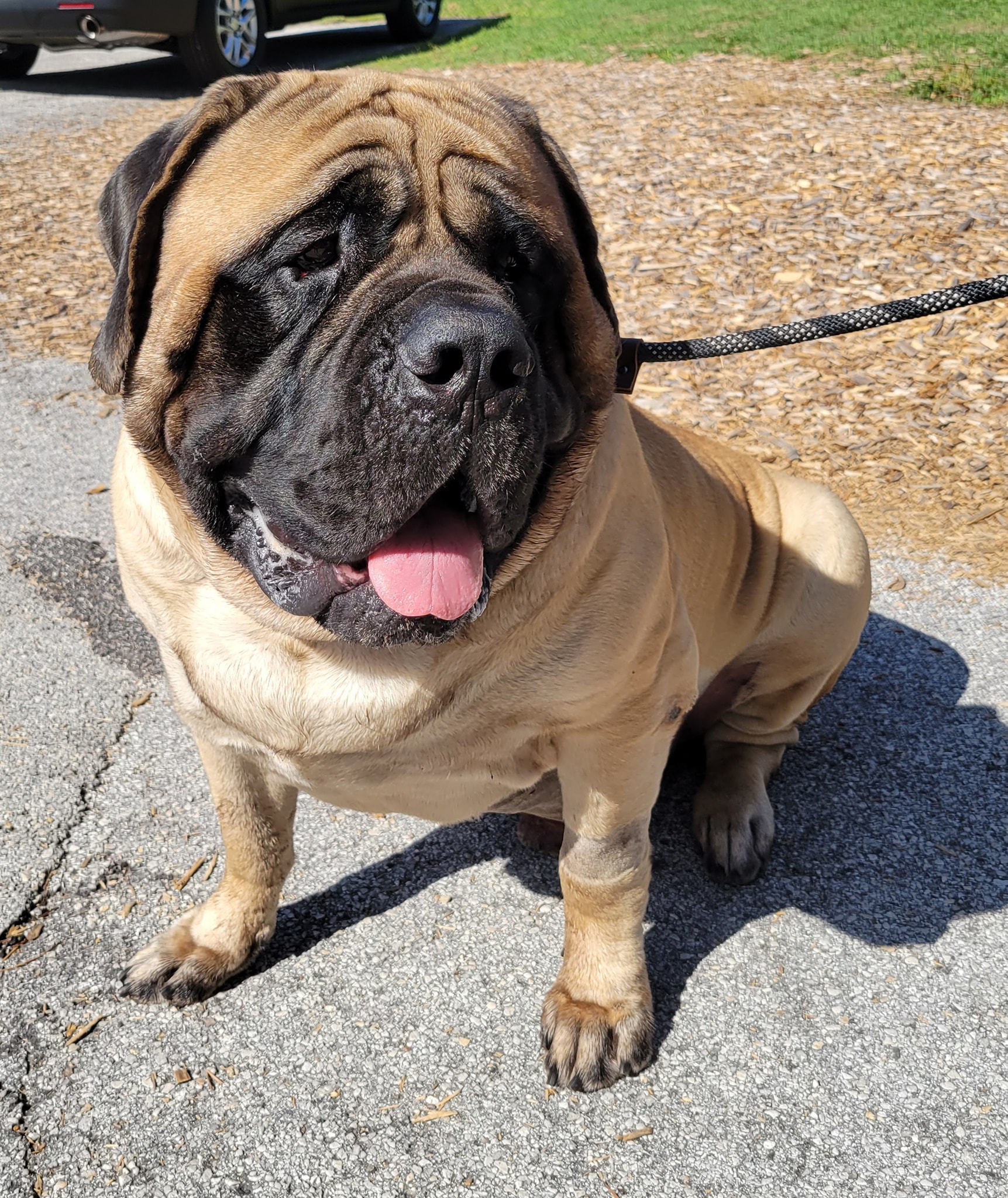 Frank (1)