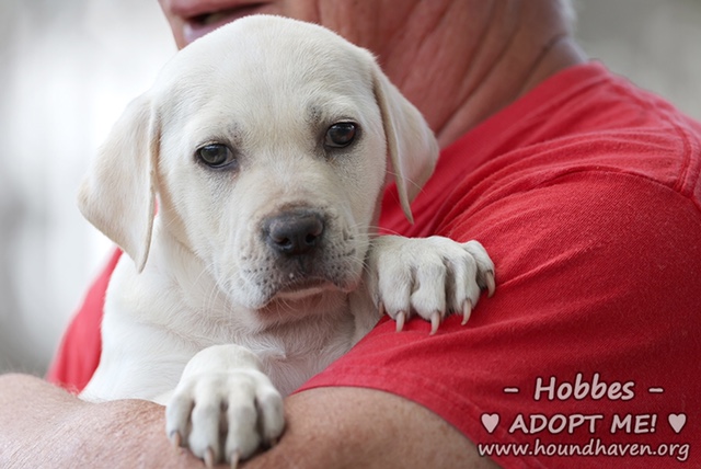 Hobbes - ADDA8166
