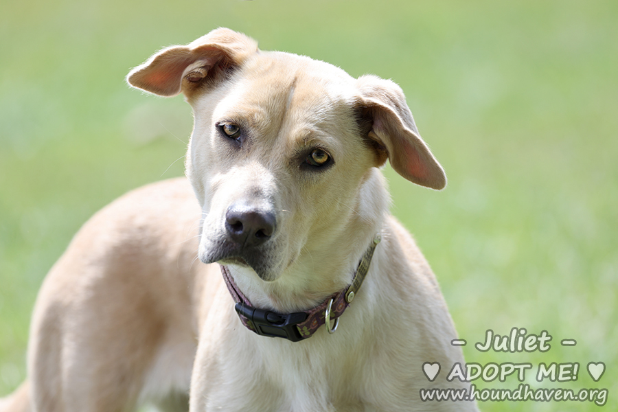 Juliet - ADDA8248