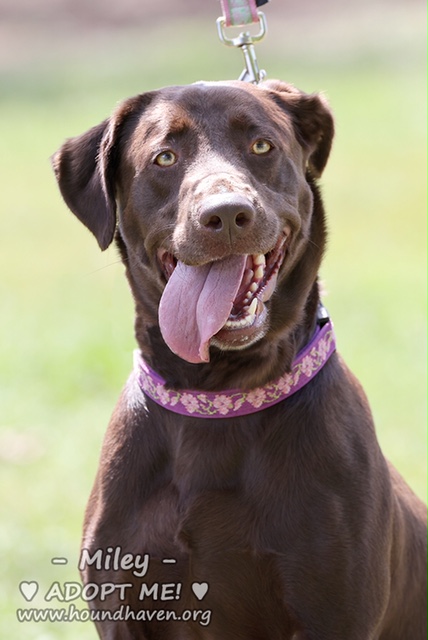 Miley - ADDA8203