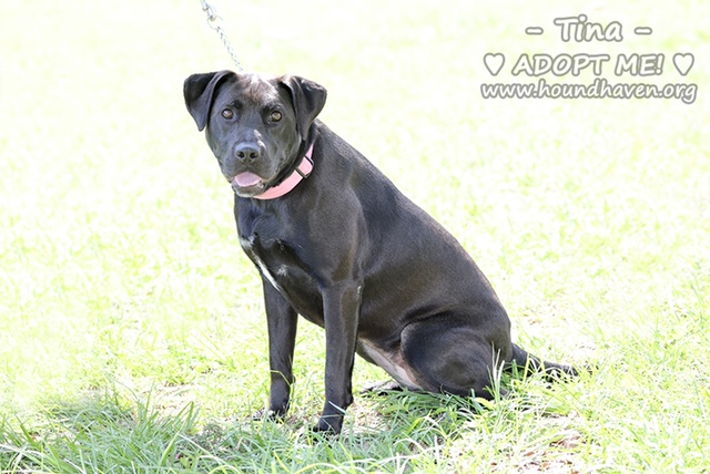 Tina - ADDA8320