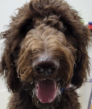 Milo Doodle Square