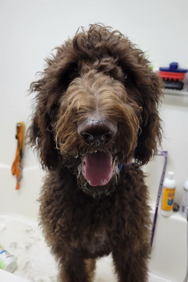 Milo Doodle