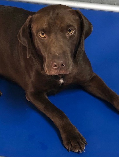 Koda 7