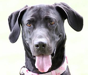 Head shot of a black lab mix. She has her mouth open and her tongue out. She has a pink paw print collar on.