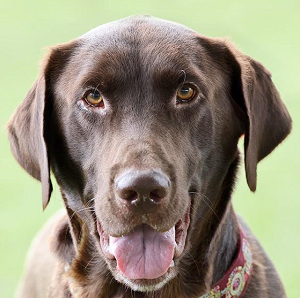 Head shot of a chocolate lab with his mouth open and his tongue poking out. There is some white on his chin. He is wearing dark red collar.