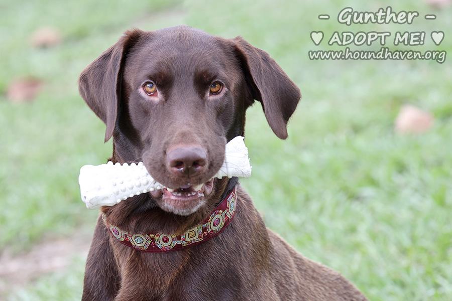 Gunther 14