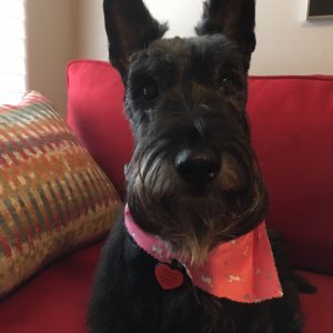 Picture of a Scottish Terrier sitting down on a red couceh. She has a pink bandanna and a red heart dog tag.