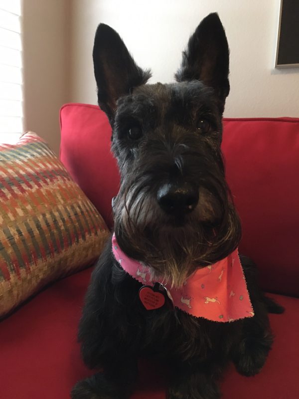 Picture of a Scottish Terrier sitting down on a red couceh. She has a pink bandanna and a red heart dog tag.