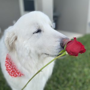 This is a close up of a all white Great Pyrenees X. His eyes are closed and he has a pink nose. A hand with fushia fingernails is holding a red rose on a long green stem at the dog's nose. The dog is standing on grass with a portion of a grey patio in the back. The dog is wearing a red bandana with white bone print.