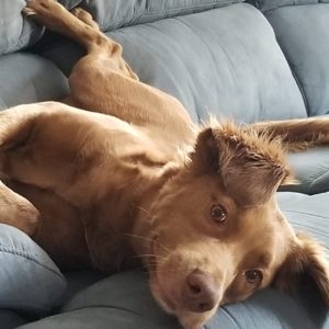 Picture of a light brown spaniel mix lying sideways on a plush light grey couch.