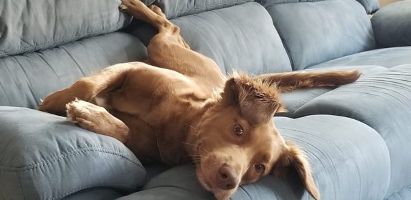Picture of a light brown spaniel mix lying sideways on a plush light grey couch.