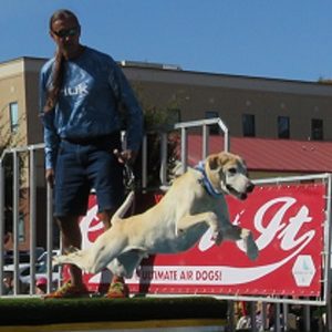 This is a picture of yellow lab with a blue collar. He is dock diving and has just jumped off the platform so his body is in mid air and fully stretched out. Behind him on the platform is his handler in denim shorts, blue long sleeved shirt orange sneakers, sunglasses and is sporting a pony tail. Attached to the diving platform is silver fence with a red sign partially hidden by the handler and dog. Part of sign on the bottom says "Ultimate Air Dogs!". Behind the platform you can see people watching the jumping and behind them is a red roof and behind that is a large 2-story beige and red rectangular building with windows.