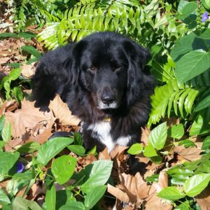 Picture of a black shaggy labX with a white check and white under his nose. He is laying down in some brown leaves surrounded by green ferns and other plants with some small purple flowers.