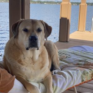 This is a picture of a large yellow lab laying our a lounge chair. The chair is covered with a beach towel with a green fern print. The chair is on a light brown boat dock looking out over a lake with a row of homes and trees on the other side of the lake.