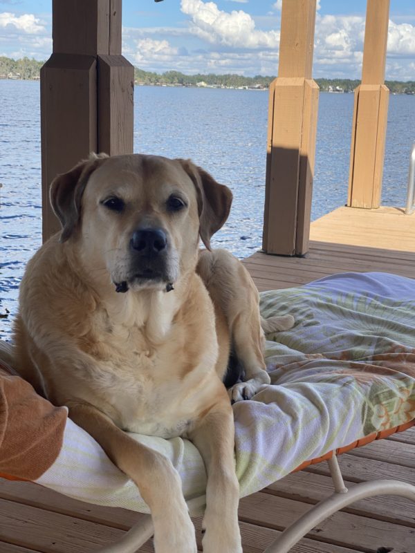 This is a picture of a large yellow lab laying our a lounge chair. The chair is covered with a beach towel with a green fern print. The chair is on a light brown boat dock looking out over a lake with a row of homes and trees on the other side of the lake.
