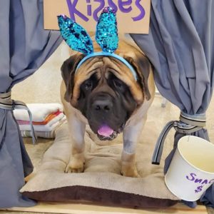 This is a picture of a brown Mastiff mix with a black muzzle and ears. He is standing on a tan and brown fuzzy dog bed. He is wearing blue sequin bunny ears. He is surrounded by a set of grey curtains tied back with brown, black, grey and white striped ribbons. Above his head is a brown sign that says in purple "Dog Kisses $1". To the right of the dog on the floor is a white paper bucket and in purple it says "Smacks $1.00". Behind the curtain to the left of the dog are four folded towels. two are white, one is orange and one is grey. All of this is on plywood platform. Behind the dog to the left are a man with a red cap turned around backwards and a woman with a brown ponytail walking away from the camera. Facing the camera is the head of a younger women with brown hair pulled back and glasses. There is a sign behind and over the Dog Kisses sign. It is a chalkboard sign with teal and pink lettering that says "Walk-Ins Welcome" along with some illegible writing in peach and purple as well as a white "X". There are also two white signs in the very back. On the left the sign says "cat" with a picture of a grey cat head and on the right the sign says "dog" with a picture of a border collie head. The wall at the very back is turquoise and the ceiling is white with white metal beams going across it.