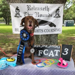 Picture of an older chocolate lab with a white muzzle. She is sitting on a lavender tablecloth in front of a large tree with a white sign. The white sign has a picture of the head of a black knight on either side of the sign. The sign says Releaseth Thy Hounds in Old English font. There is a silhouette of a dog running. The bottom line says Black Knights Coursing. The dog in the picture has a red collater. She has a silver medal around her neck and a large blue and black ribbon aware attached to her collar . On the table to the right of the dog is black sign that says in white letters, "Congratulations FCAT 3". On the table is dog toy ring that looks like a flamingo, 6 plastic rings in red, pink,blue,lt green, yellow and shamrock green laid out like the Olympic rings. To the left of the dog is a fold blue blanket and there is around dog toy that is a yellow smiley face with sunglasses.