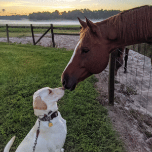 Picture of a very light Labrador mix sitting nose to nose with a brown horse with a white blaze, The dog has a grey collar with a gold tag and a chain collar attached to a grey and white striped leash. The horse is leaning over a chicken wire and wood fence. The dog is sitting in grass and the horse is standing in sand with a green pasture behind it. Thee is another horse in the background nibbling on some greenery. Further in the background morning fog surrounds a grove of trees. The sunlight is just peeking out over the trees.