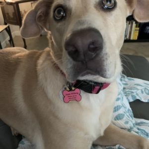 This is a close up of a yellow lab X sitting on a white blanket with a green leaf print. The blanket is on top of a grey couch. The dog has a pink collar with a pink bone shaped dog tag that says "Josie Wilfong Please call my Mom & Dad". Behind Josie is some black living room furniture from right to left, part of a chair, a glass display case table and a bookcase with some books in it.