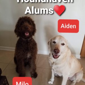 This is a picture of 2 dogs sitting on a tan tiled floor with a white wall in the background. The dog on the left is a brown curly Doodle mix with white on his chest and his mouth is open. The dog on the right is light colored Labrador whose mouth is open. There is writing in the picture. At the top in white is Houndhaven Alums with a red heart after "Alums". Below the Doodle in a red box is white writing that says "Milo". Above the Lab's head is a red rectangle and the white writing inside it says "Aiden".