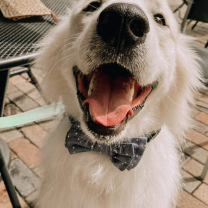 Close up picture of a white Golden/Samoyed X. He has his mouth open and tongue poking out a tad. He is wearing a grey bowtie with white polka dots. He is sitting on brick pavers in front of a green round metal table on the left and a black table and black and silver chair tipped up against the table on the right. There is a black iron fence behind him and beyond that a brick road lined by bushes.