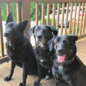 This is a picture of 3 black dogs sitting on tan porch, The dog on the left is a black shepherd mix. The dog in the middle is a Labrador mix with white on its neck, chest and back paws. She is wearing a purple collar. The dog on the right is a black Labrador mix with a pink collar and blue dog tag. Beyond the porch is a driveway with a white SUV parked there. The driveway is lined with bushes and trees.