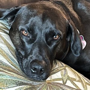 Head shot of a black LabX with his head on a palm frond printed pillow. His eyes are golden brown.