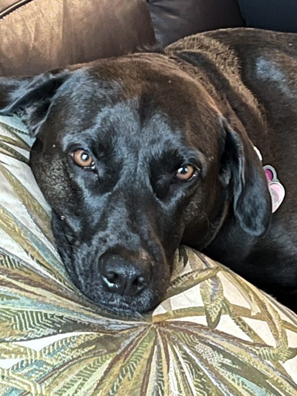 Head shot of a black LabX with his head on a palm frond printed pillow. His eyes are golden brown.