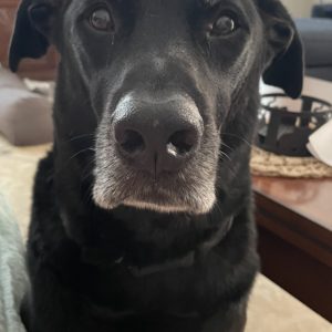 Close up head and chest shot of an older black Lab mix. He has a white muzzle and a little white above his eyes. He is standing in a living room with a tan rug.
