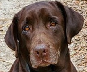 This is a head shot of an older chocolate Labrador with a white muzzle.