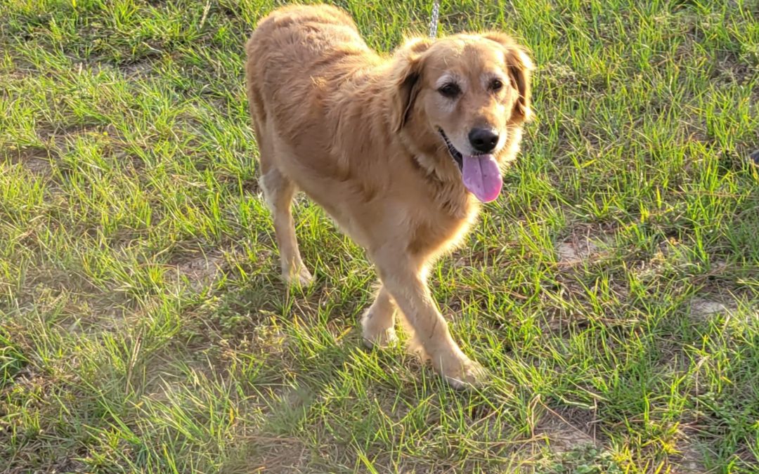 This is a picture of a Golden Retriever mix. She is walking in a grass field. She has a white muzzle, white around her eyes and her tongue is hanging out. She is attached to a blue leash.