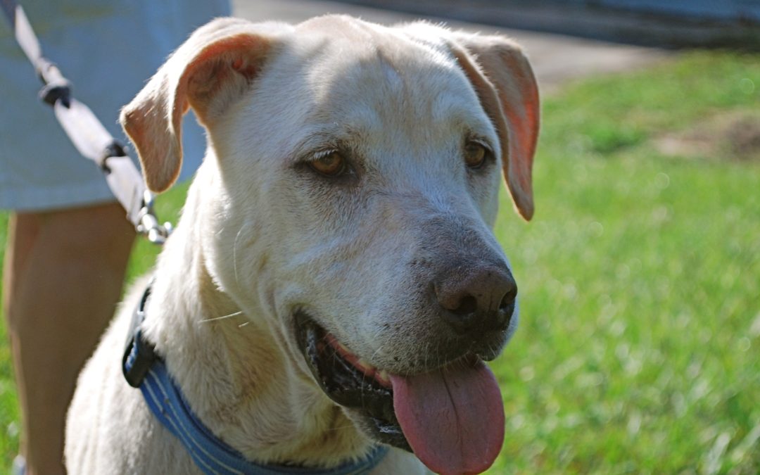 This picture is a head shot of a yellow lab mix with his tongue out. He has floppy ears, golden brown eyes and is wearing a blue collar with white stripes.