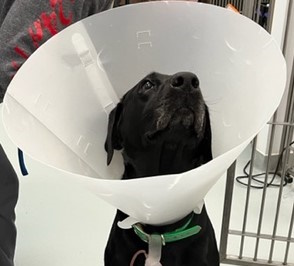 Front facing picture of seated Black Lab with a white plastic medical cone around the dogs neck. Dog has a slightly greying muzzle indicating this is an older dog.