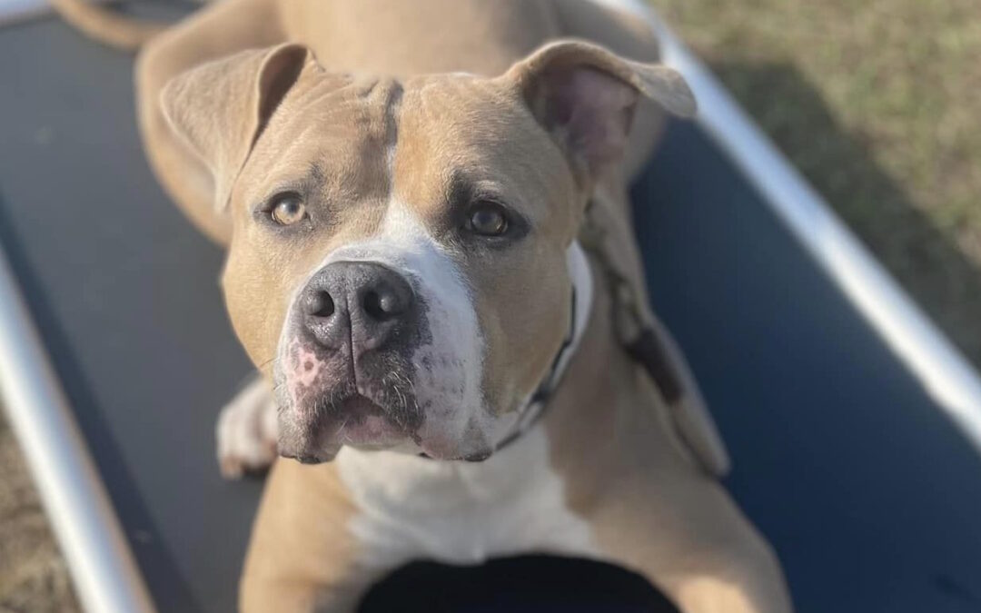 Close Up of a prone tan and white American Bully (bulldog) named Mooshi laying on a blue Kuranda dog bed.