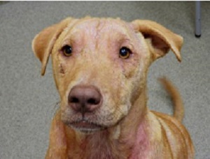 Close up of a yellow lab mix. He has red splotches around his eyes and on his next. His eyes are a golden brown and he has a pink nose.