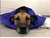 head shot of a shepherd mix in a purple cone.