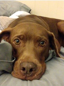 Head shot of a chocolate lab mix.