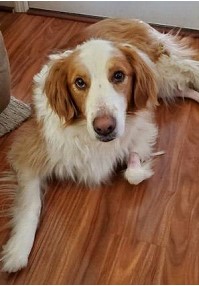 Luna is a brown and white long haired mix breed. She is laying down on a brown wood floor.