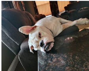 White Boxer lying on his side on a grey dog bed.