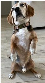 Black and Tan Beagle sitting up on his hind legs.