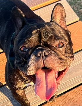 Head shot of a black French Bulldog