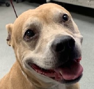 Headshot of a tan pibble with a white muzzle.